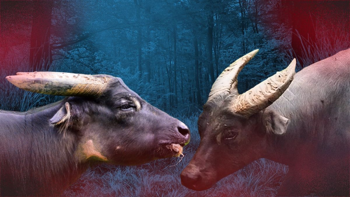 Tamaraw Festival highlights protection of Mindoro’s endangered icon