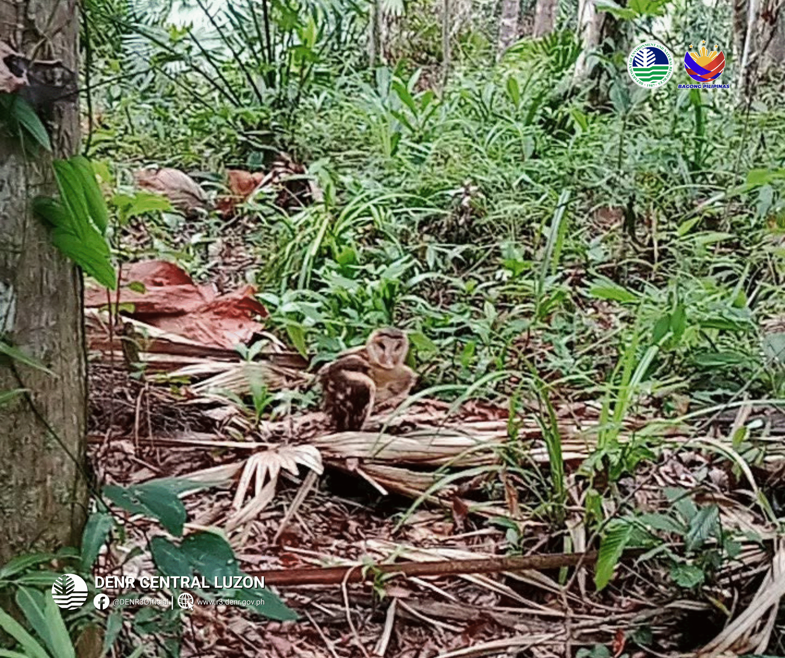 PH grass owl rescued, returned to Aurora forest