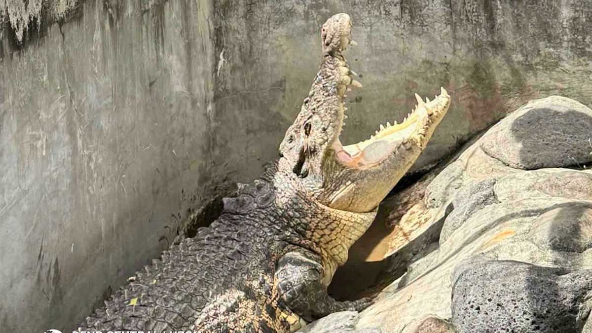 Crocodile thought extinct in Pampanga found, rescued