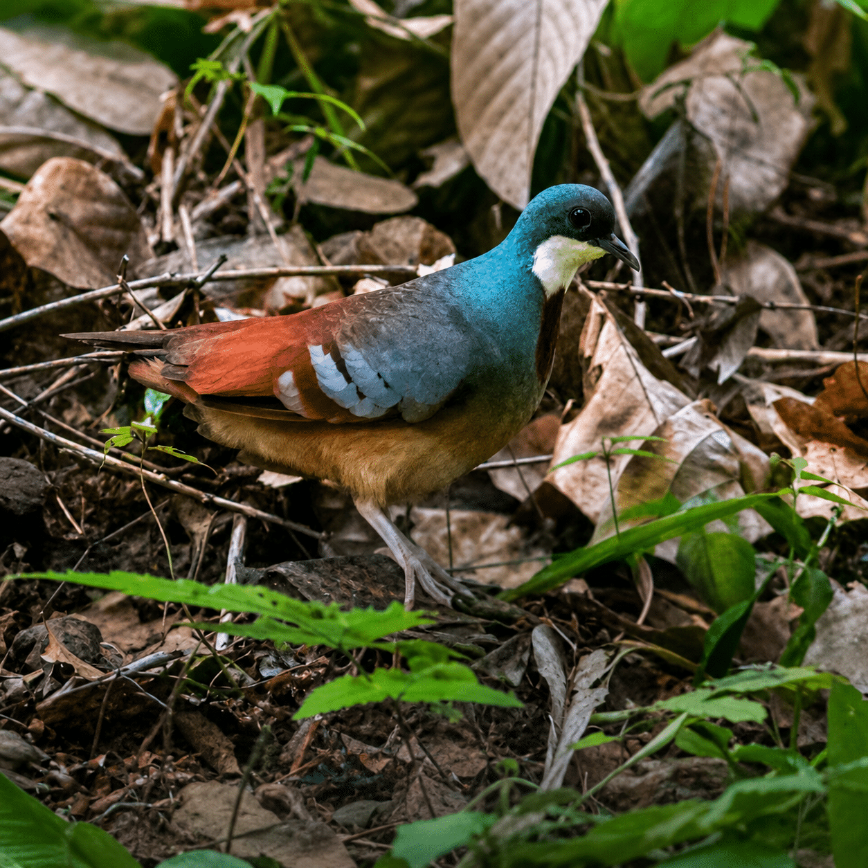 ‘Lost’ Leyte bleeding-heart re-emerges after more than a century