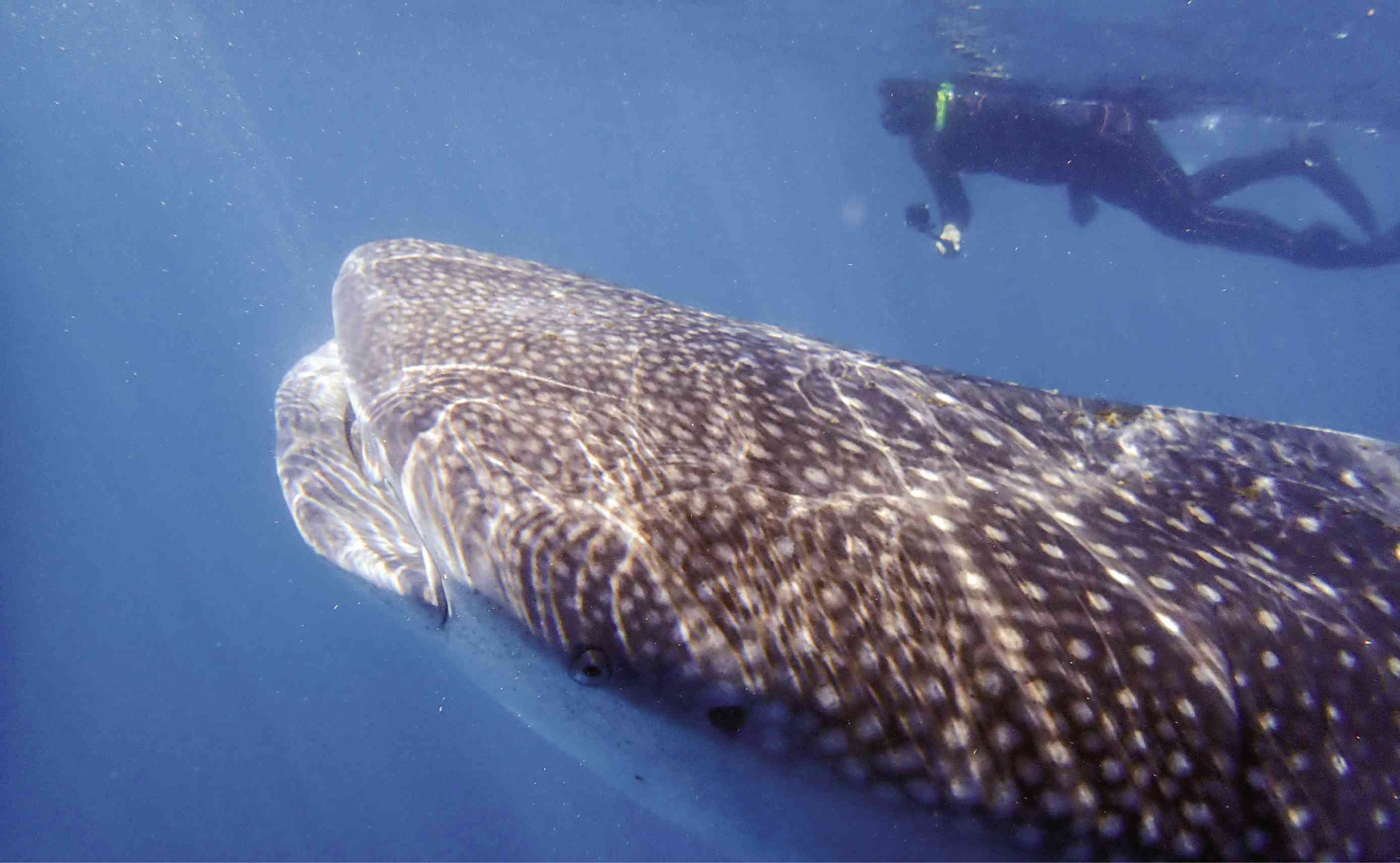 Finding ‘butanding’: Oslob explains absence of whale sharks in its waters