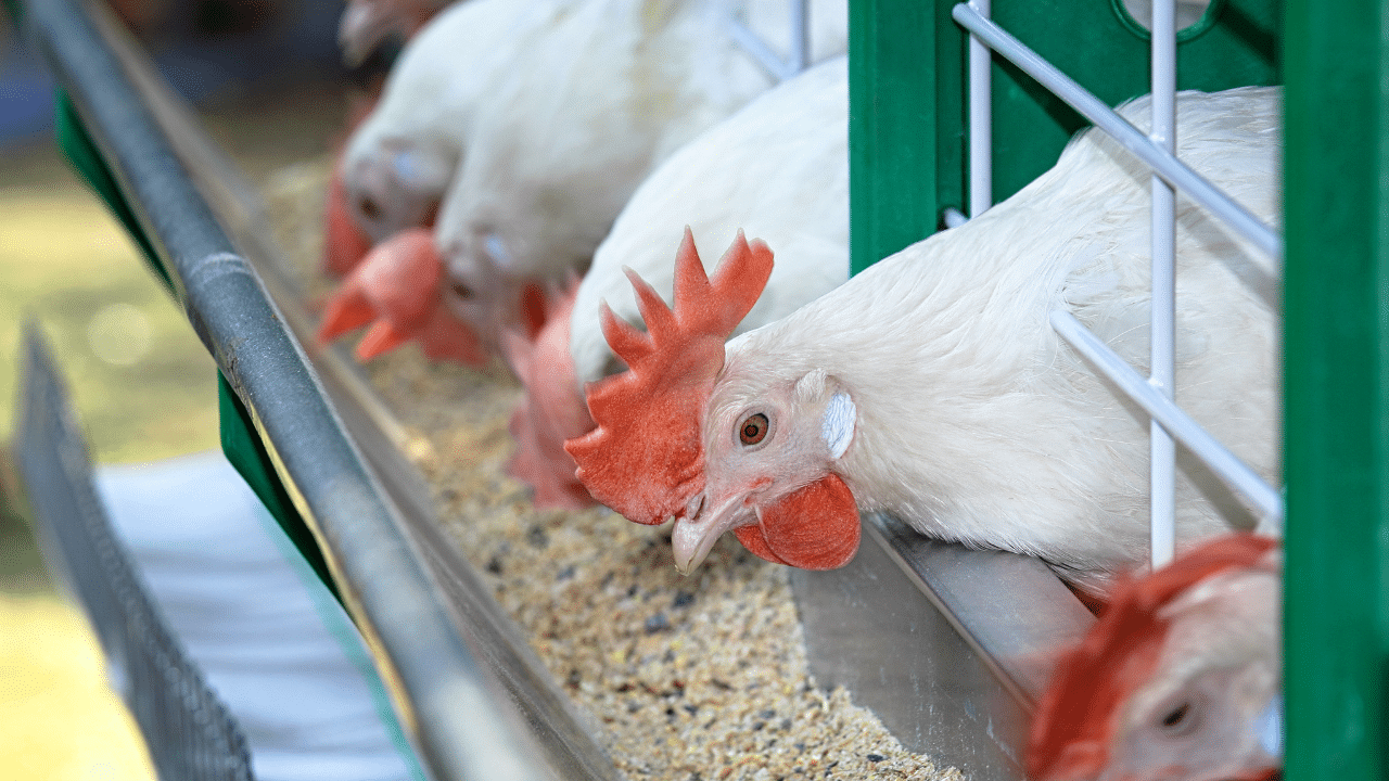 PH livestock sector faces ₱9.9B losses from Super El Niño