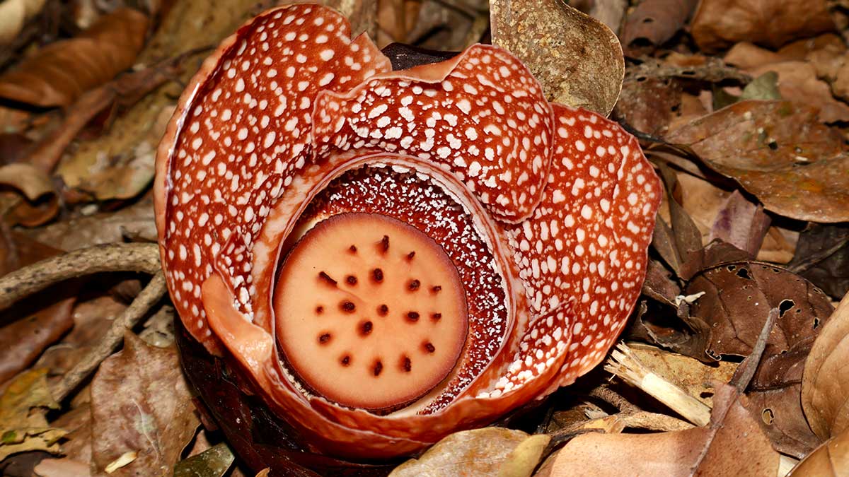 Rare Rafflesia flower thriving in Bulacan’s biodiversity haven