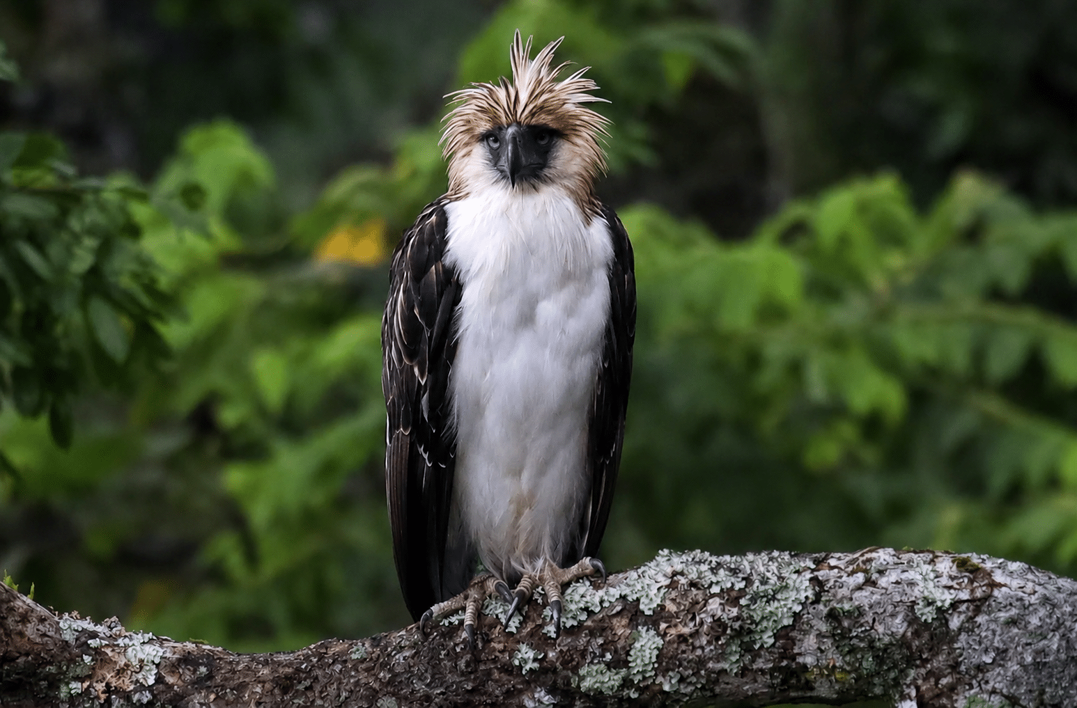 Philippine eagle faces higher risk of extinction, study finds