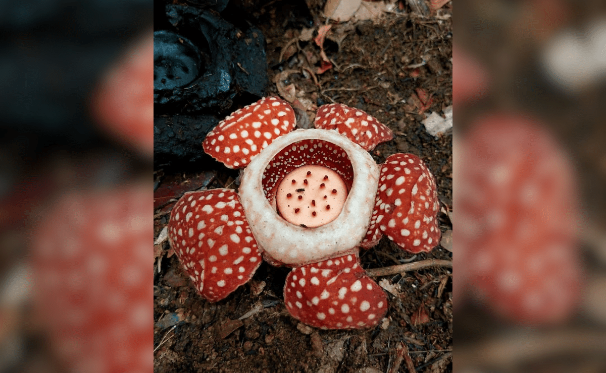 Conservation drive intensifies to save rare Rafflesia in Samar town