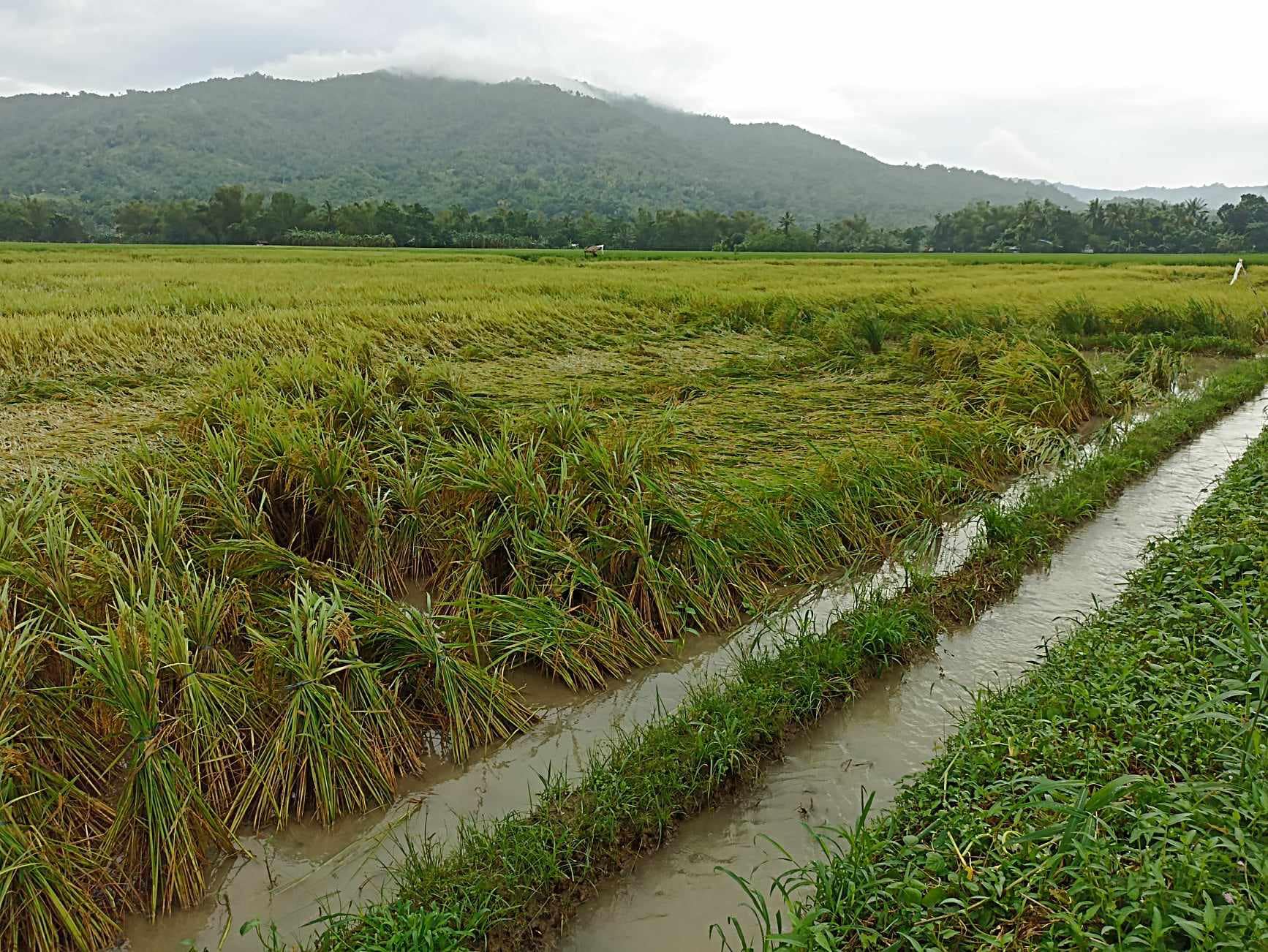 Monsoon, cyclones leave P2.3-B agri damage