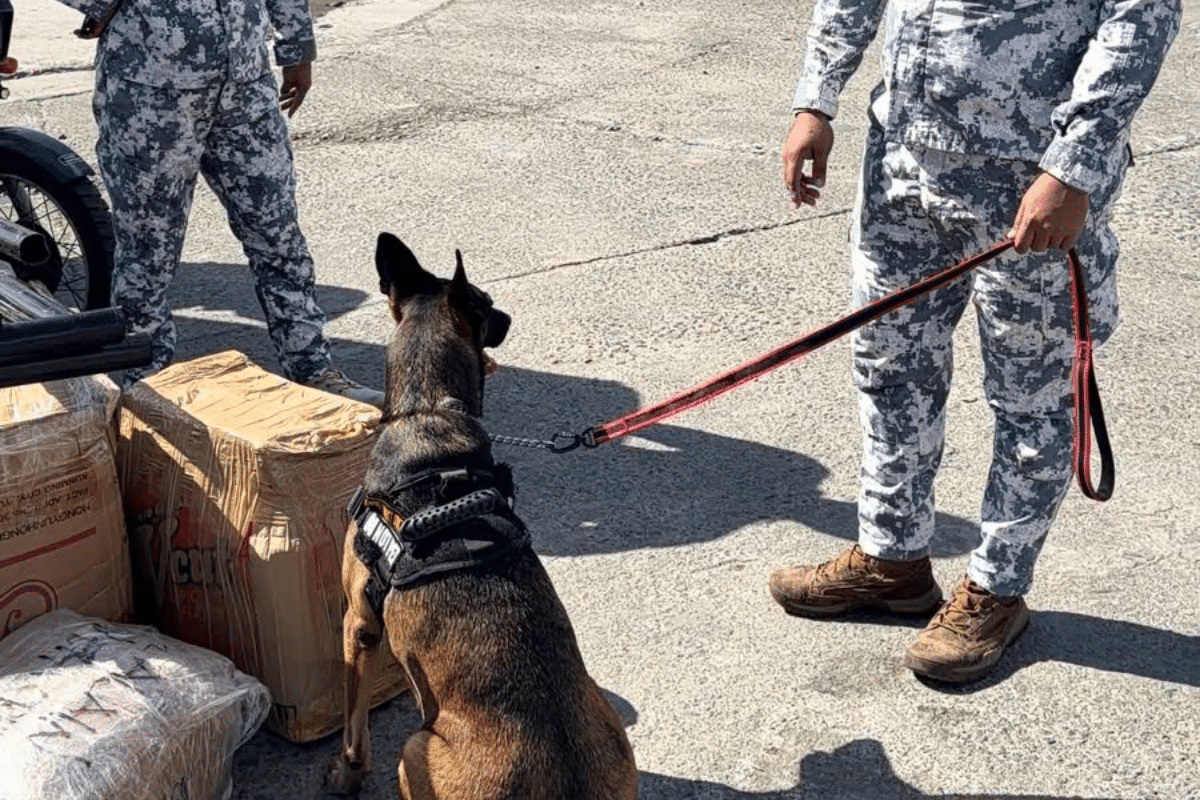 K9 dog ‘Peaches’ helps uncover drugs in Batanes