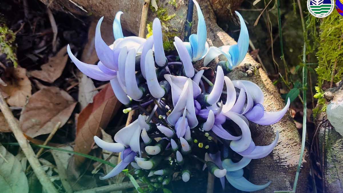 DENR team discovers rare vine in Cagayan forest