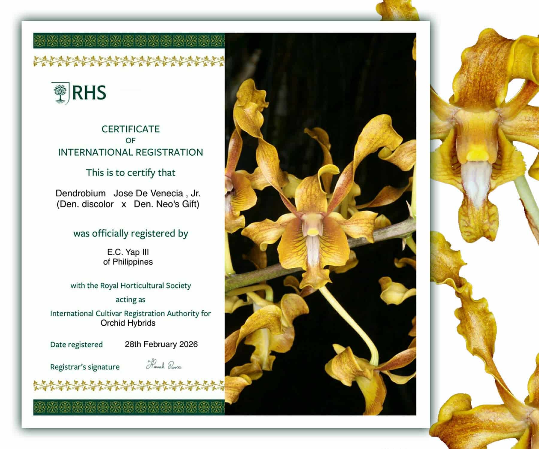 Orchid hybrid named after late Speaker Jose De Venecia Jr.