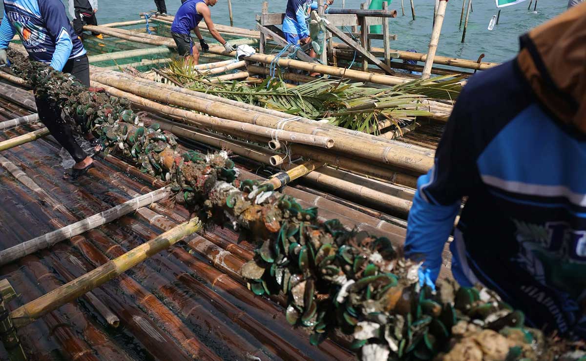 Red tide warning up over Samar’s Irong-Irong Bay
