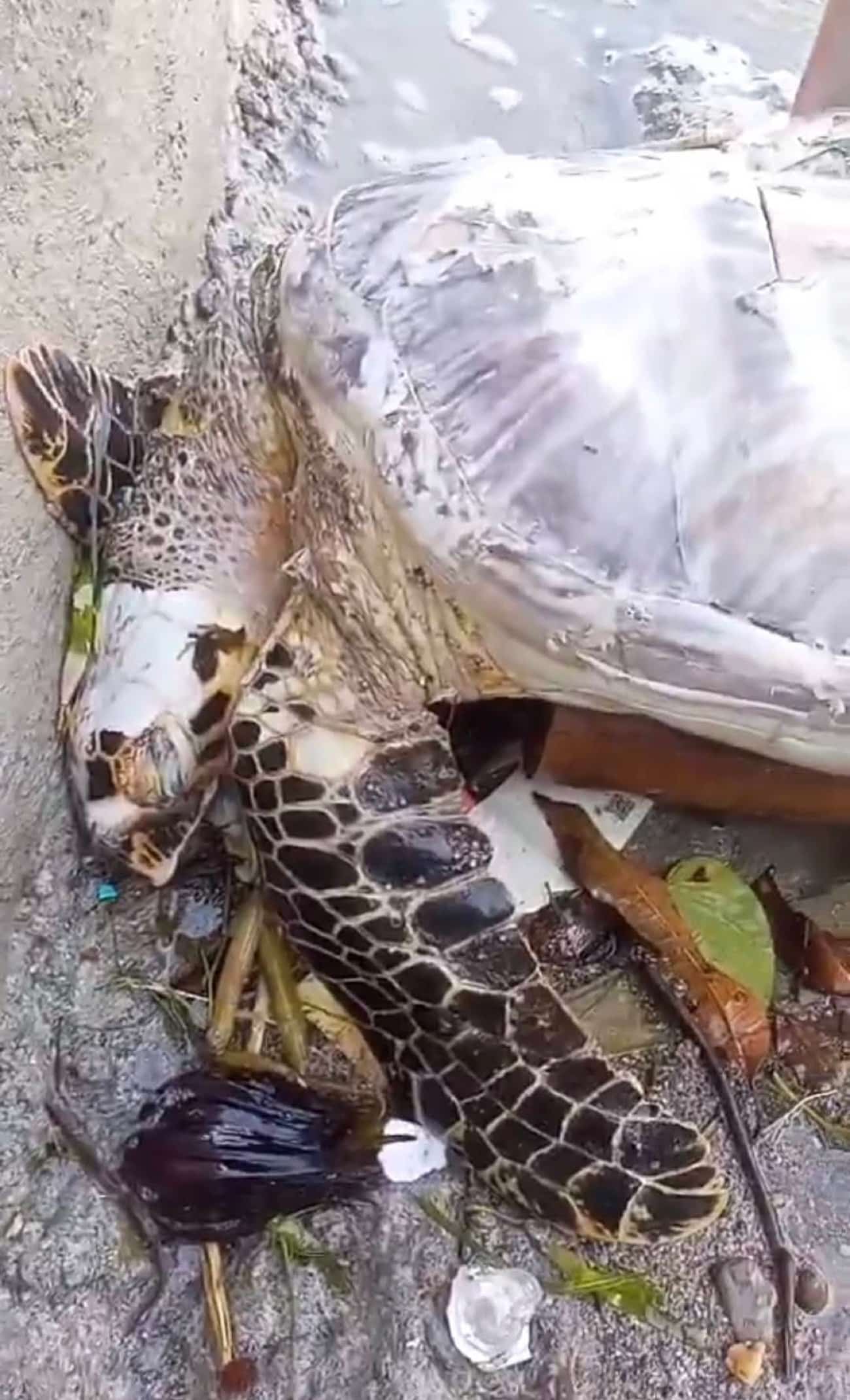 Dead sea turtle found along Calapan shoreline; authorities alerted