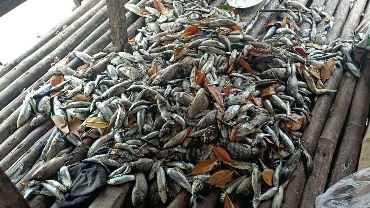 Massive fish kill hits Pangasinan town