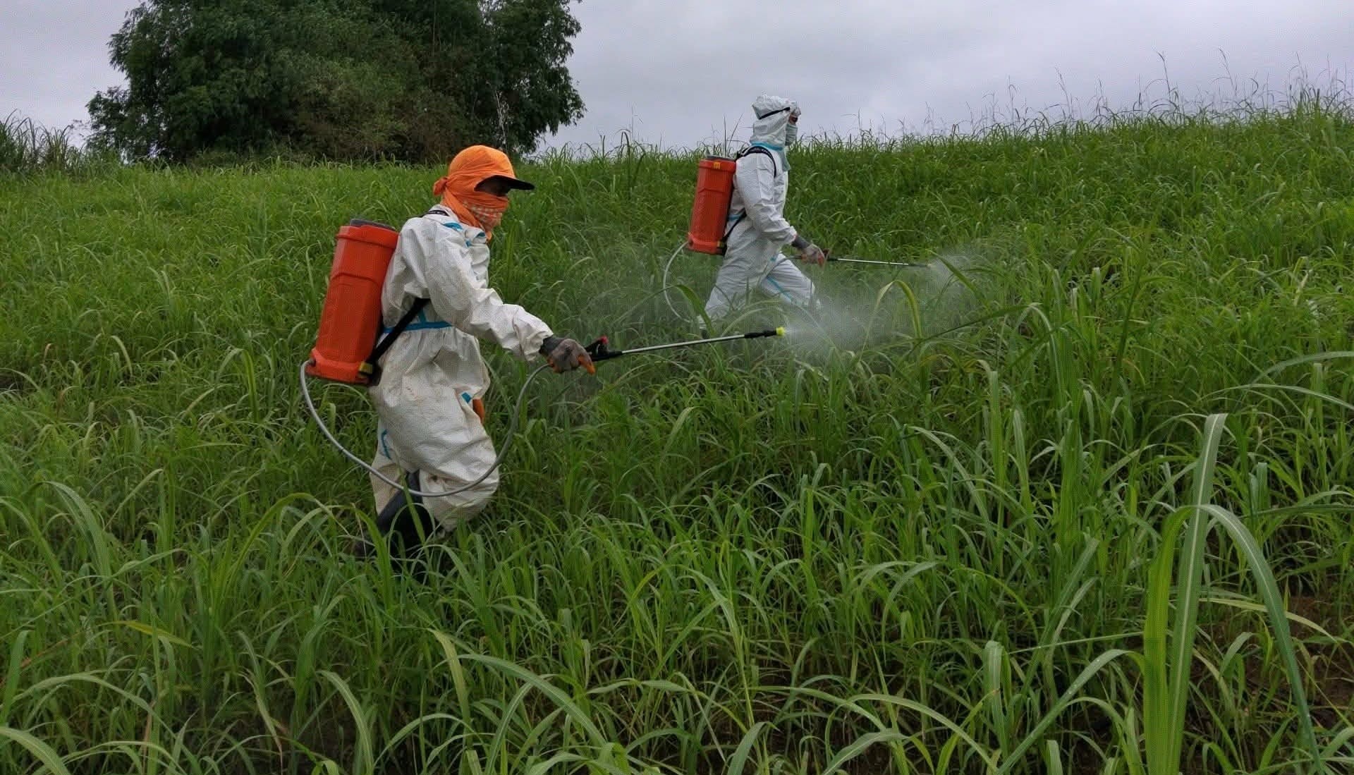 Negros gov seeks ‘green’ solution to sugarcane pest