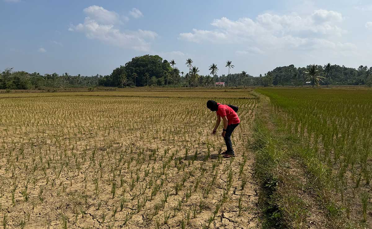 Prolonged dry spell exacts heavy toll on Visayas farms
