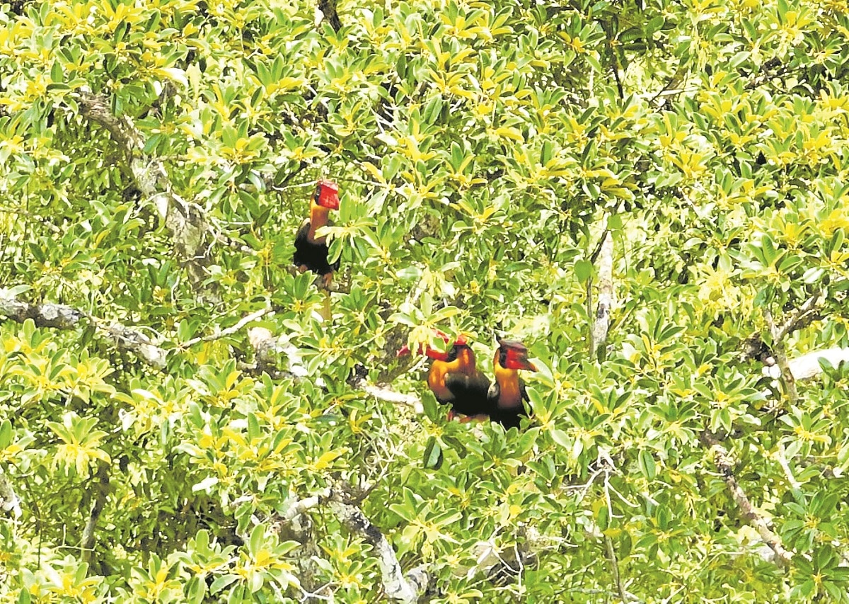 ‘Kalaw’ sighting offers new hope for Bicol forests
