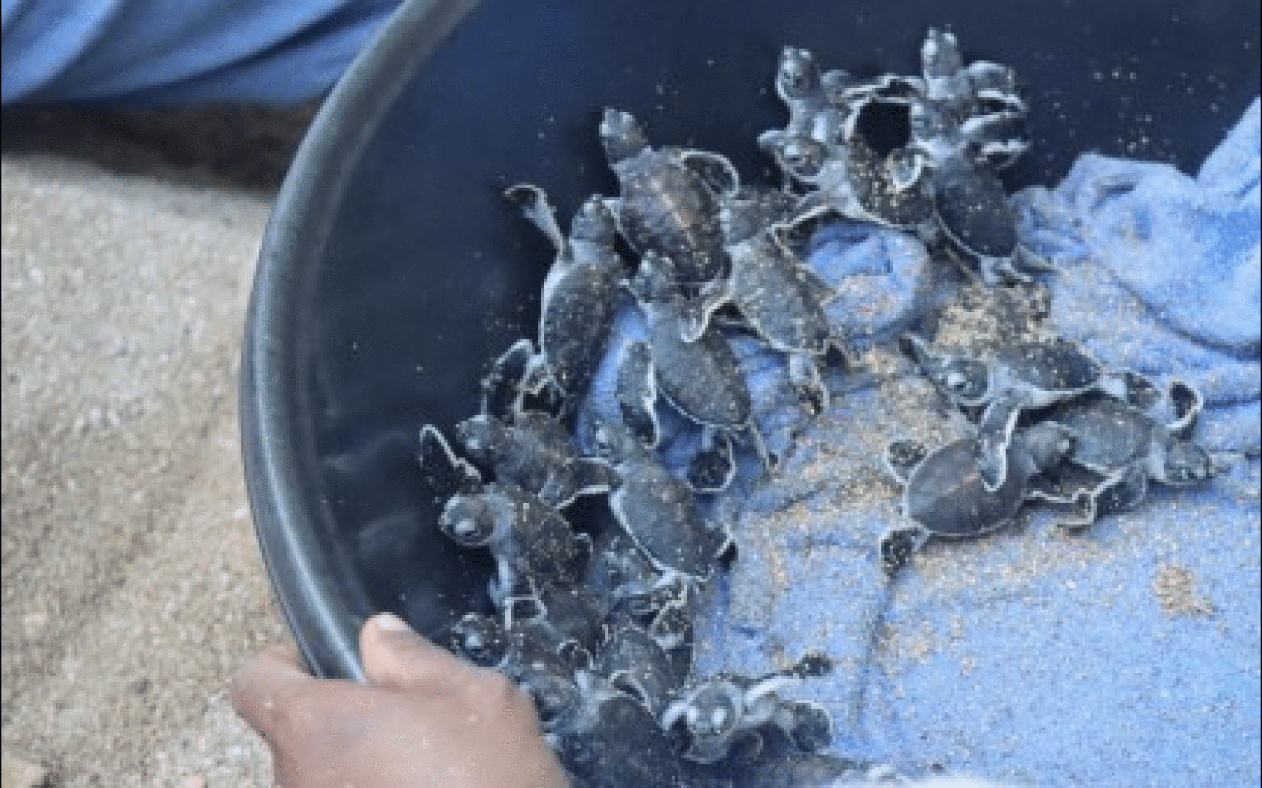 35 green sea turtle hatchlings released in Catanduanes