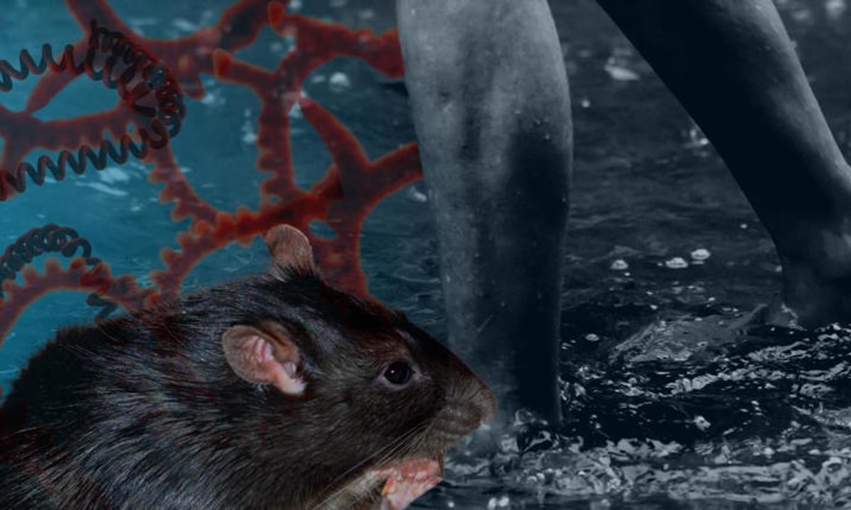 DOH sees 6% rise in leptospirosis; over 2,000 cases logged in last 5 months