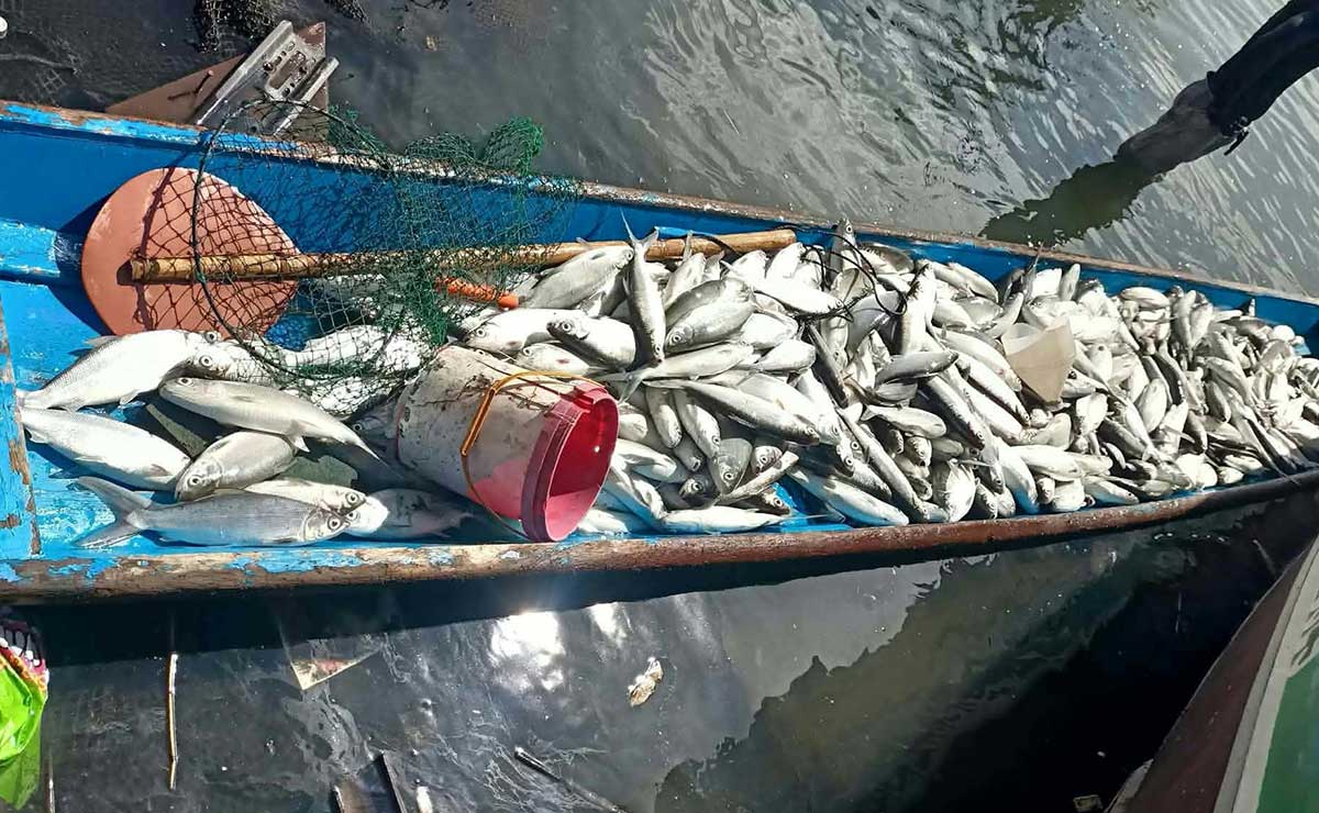 Overstocking, overfeeding of ‘bangus’ eyed in Dagupan fish kill