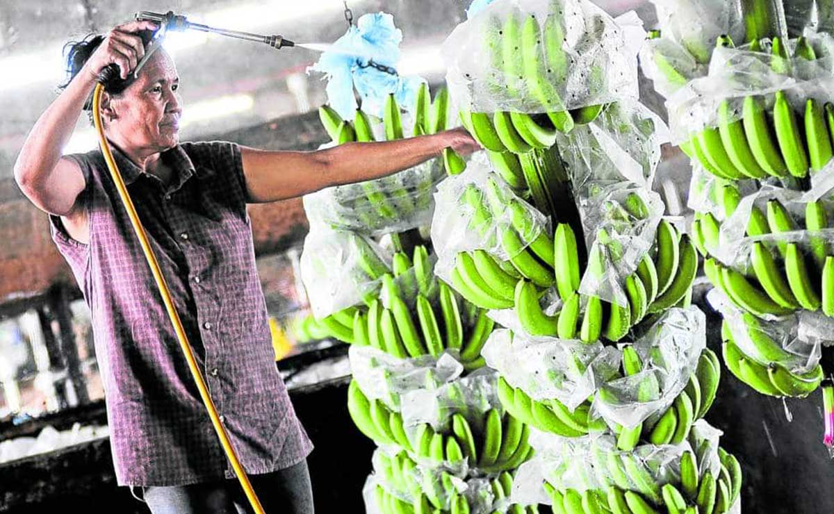 PH back as world’s No. 2 banana exporter