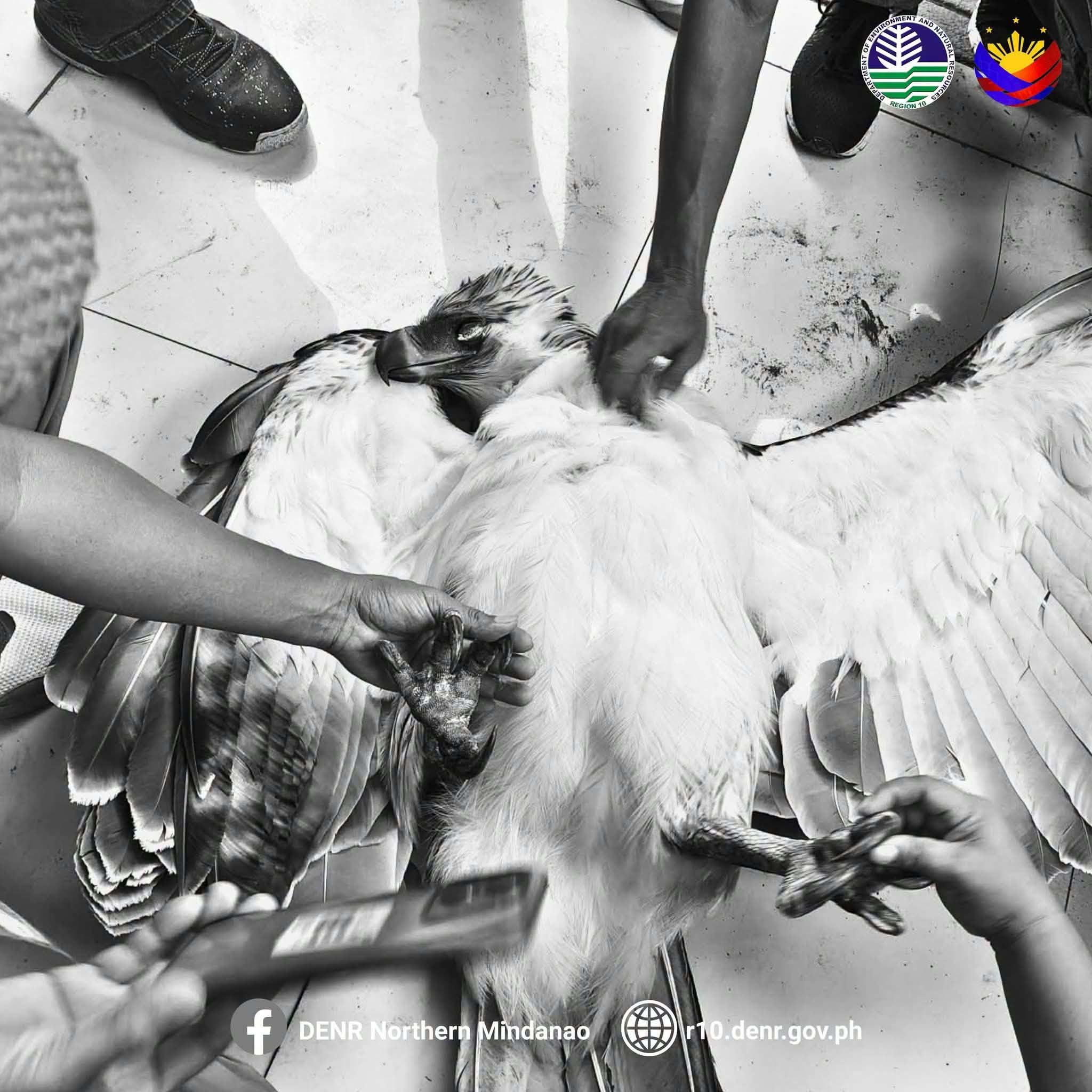 PH eagle with burn-like marks dies in Misamis Oriental town
