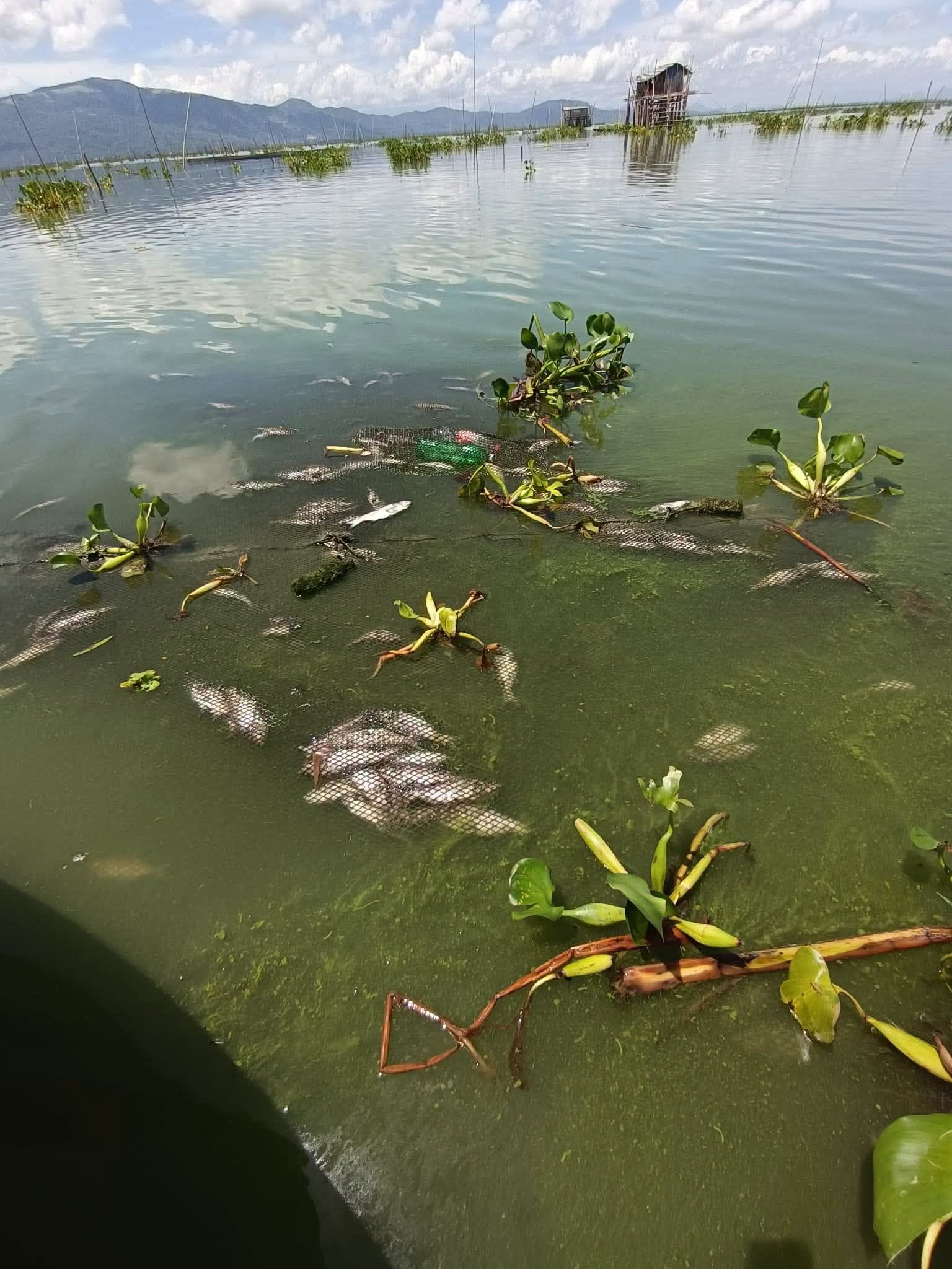 PCG, BFAR probe fish kill in Pililla waters