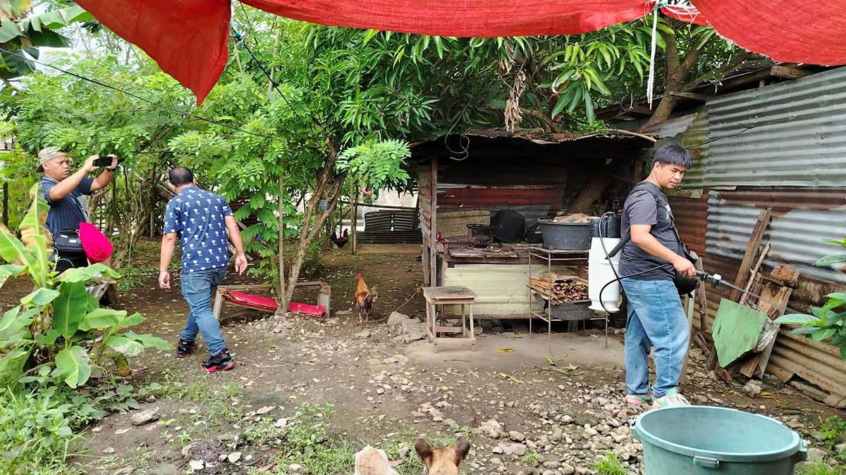 Baguio eyes mosquito bacteria to curb dengue