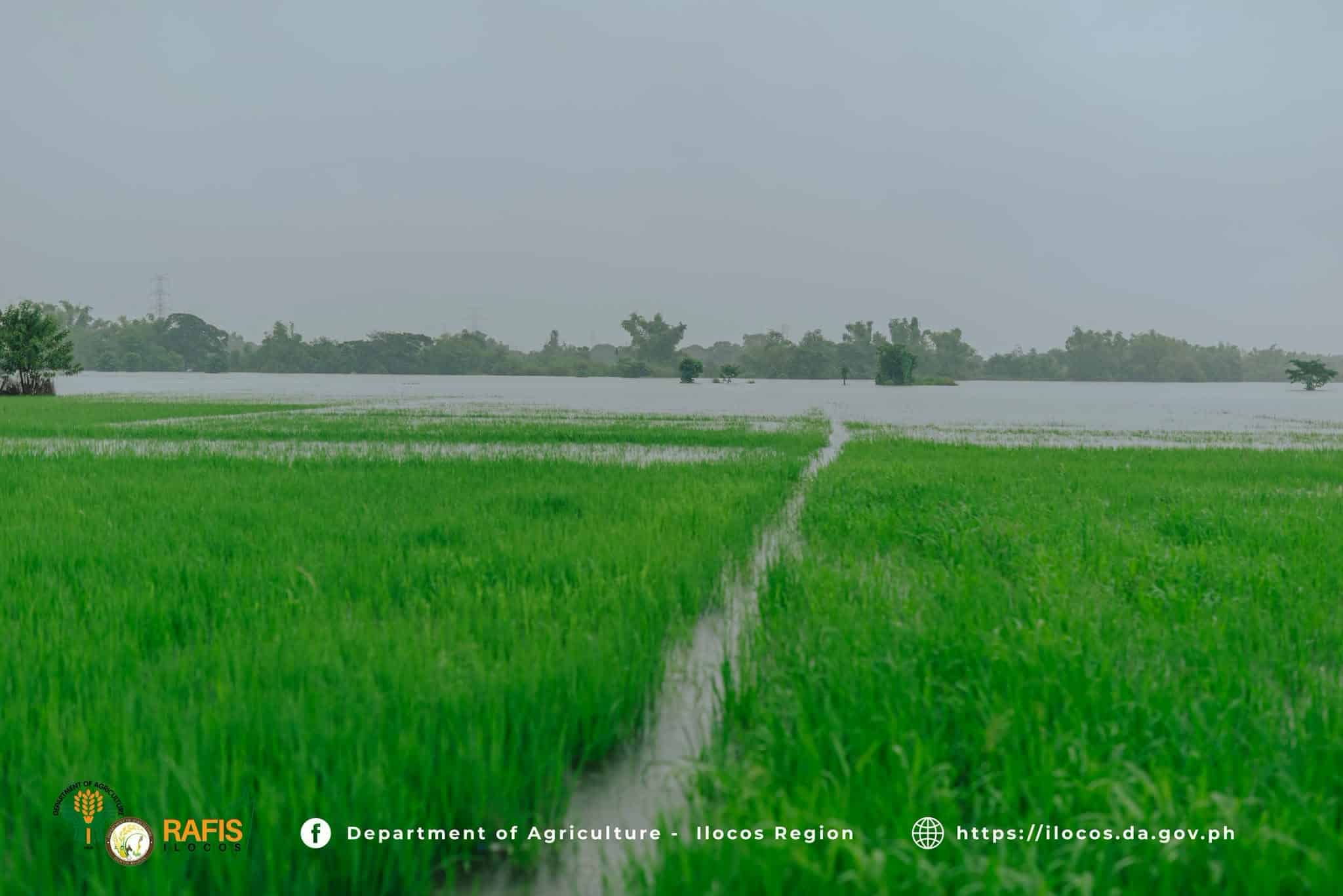 P637-M farm damage reported in Ilocos after storms, habagat