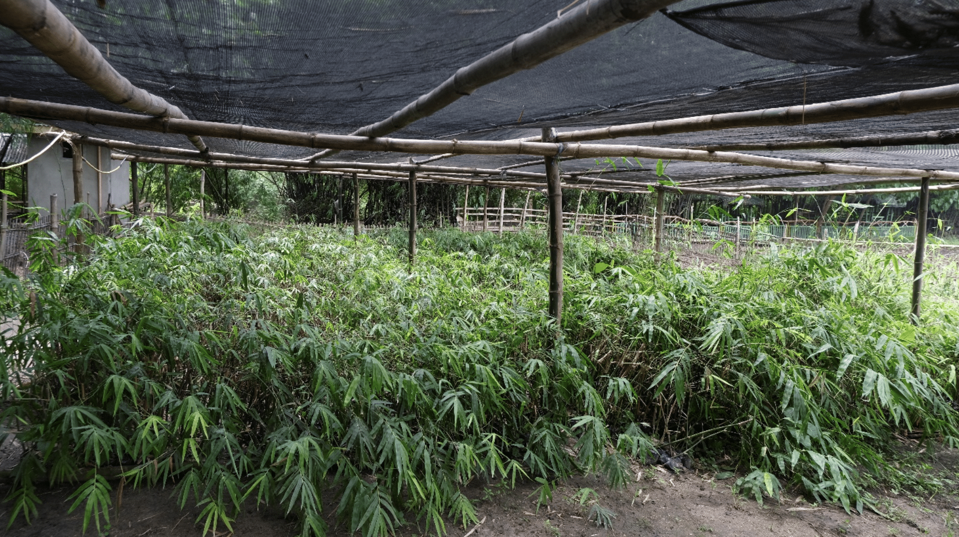 DENR turns to bamboo, soil conservation to help farms withstand El Niño