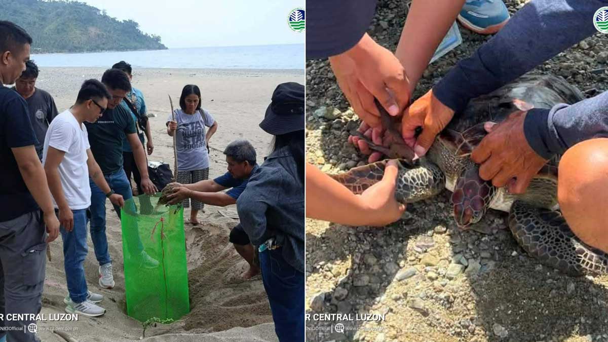 DENR steps up protection of sea turtle nesting sites in Aurora