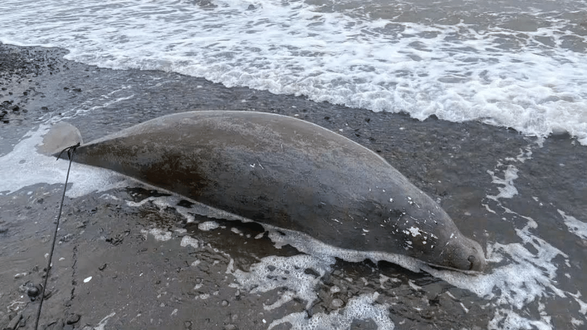Adult dugong found dead off Antique town