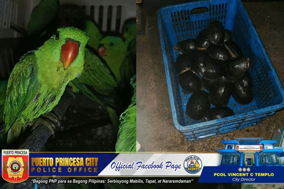 33 animals recovered in Palawan anti-illegal wildlife trade operation