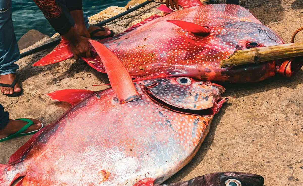 2 rare and huge warm-bodied fish called opah caught off Antique