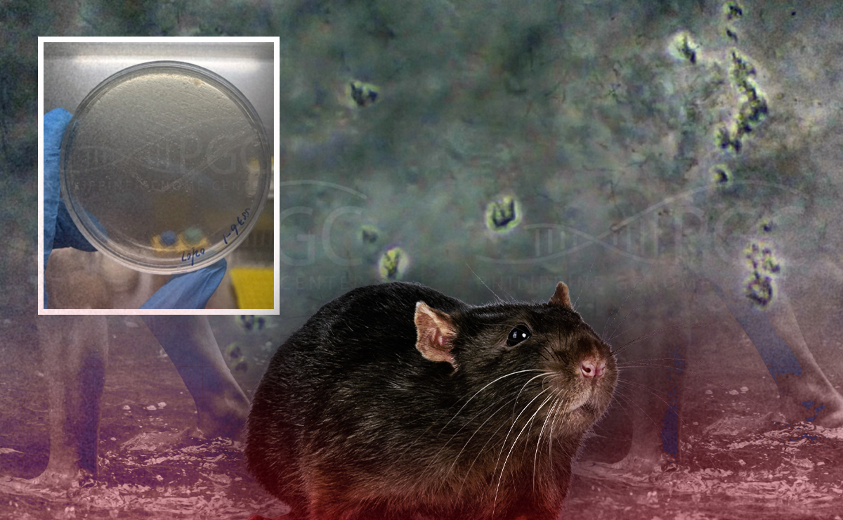 Researchers find leptospirosis-causing bacteria across Estero de Paco