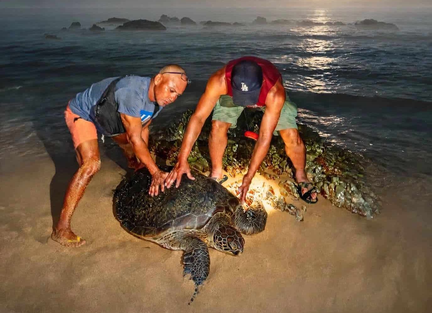 Sea turtle rescued, released off Quezon’s Jomalig Island