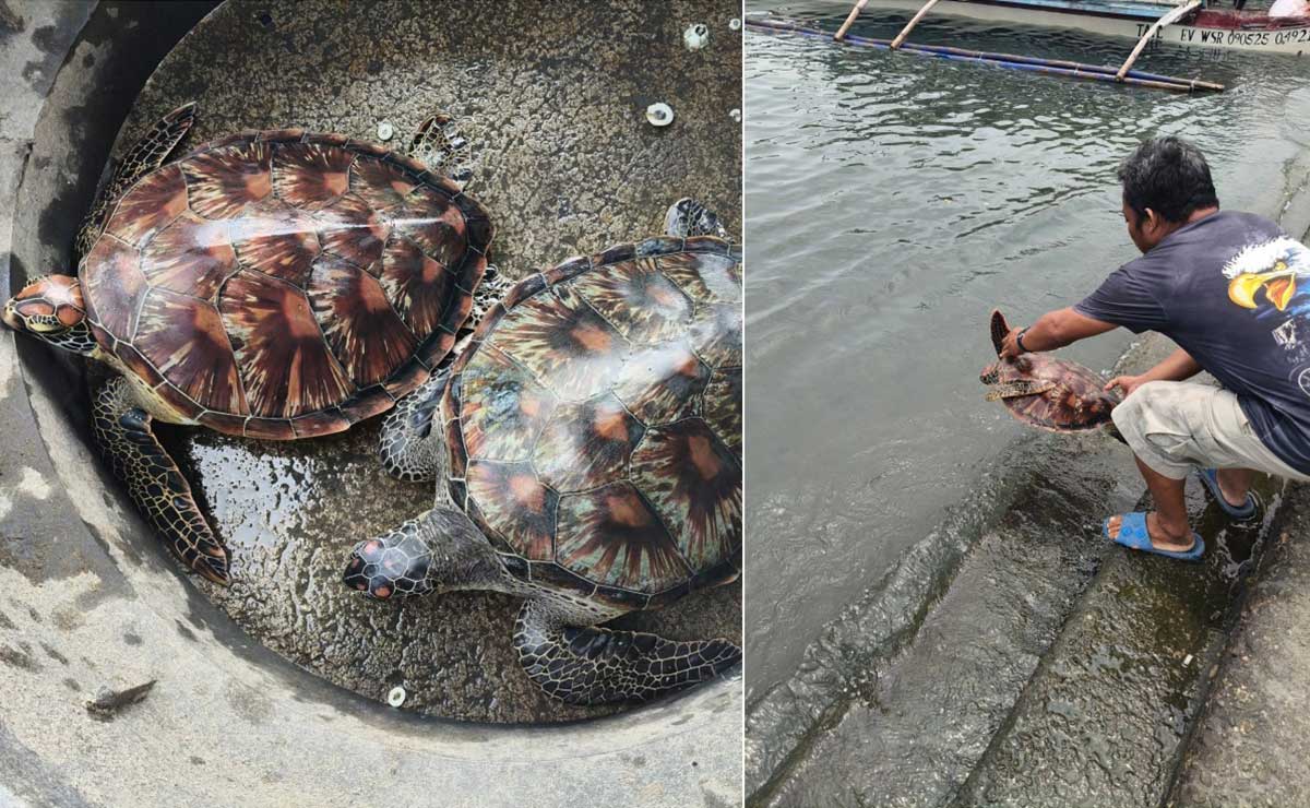 Samar fisherman turns over two green sea turtles caught on net