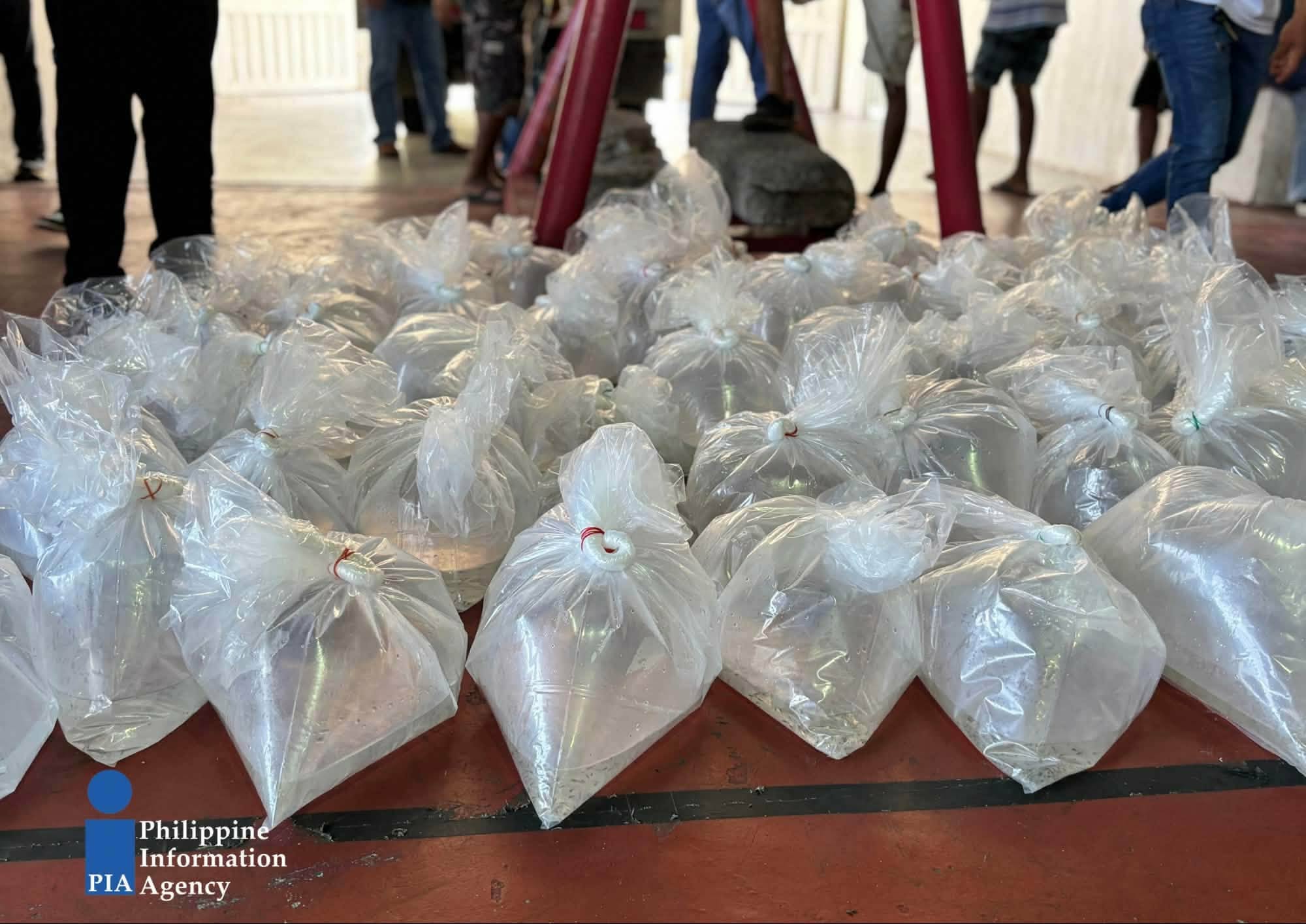 BFAR distributes 100,000 tilapia fry in Ilocos