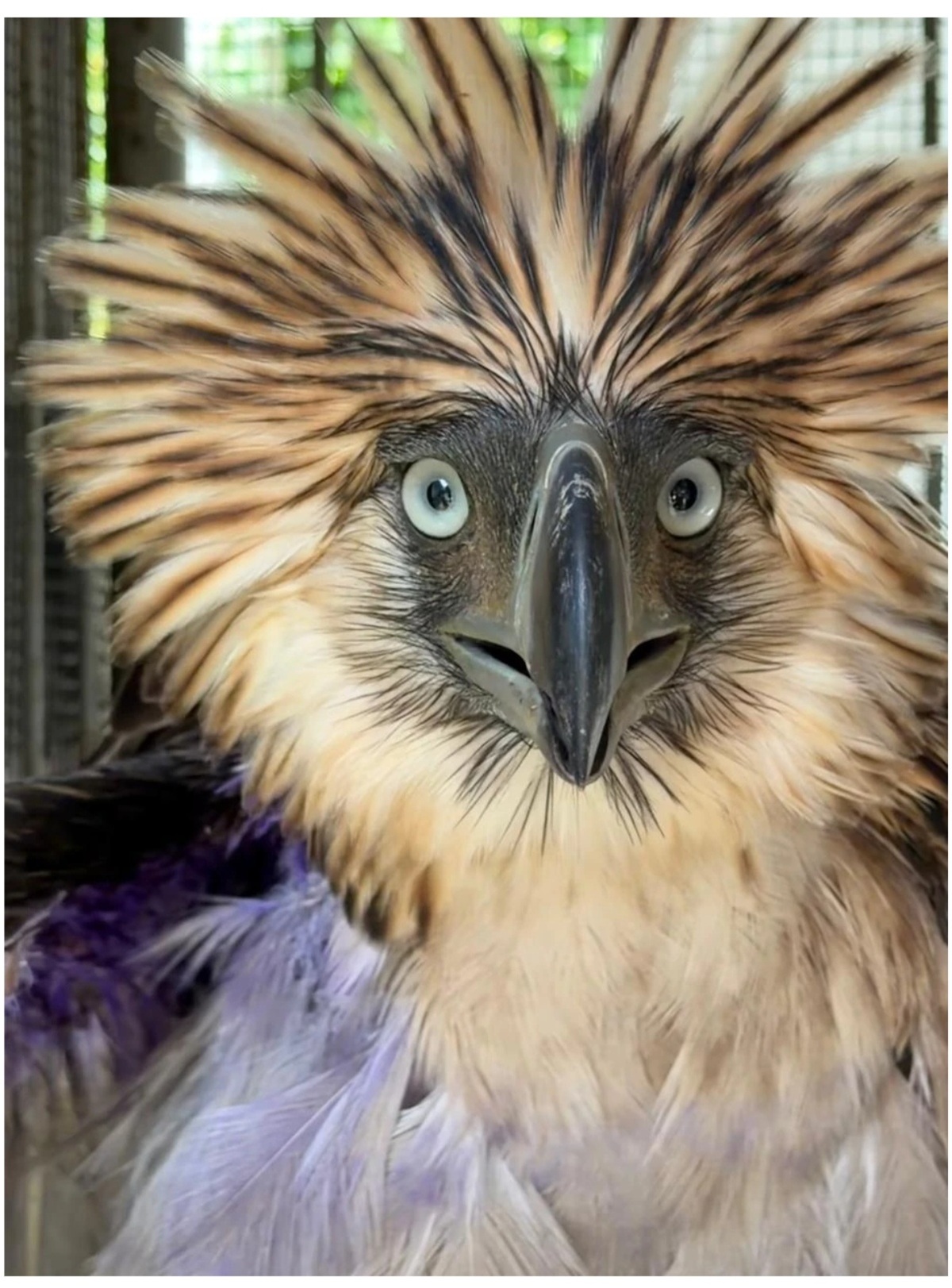 Conservationists seek deeper probe of PH eagle shooting