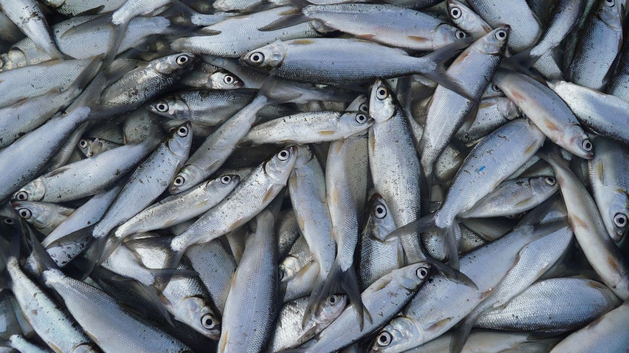 Massive fish kill hits Dagupan City