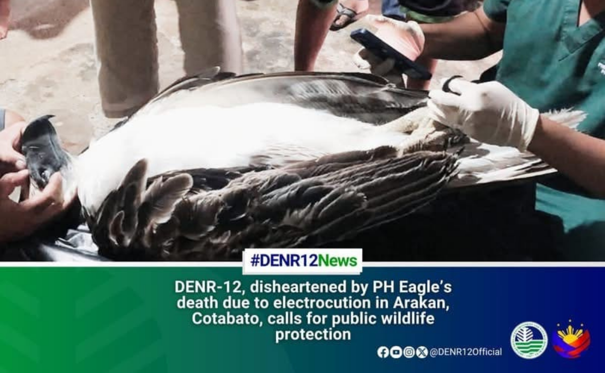 PH eagle dies of electrocution in Cotabato town