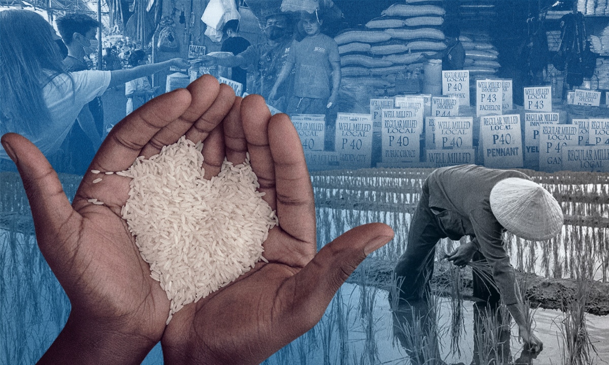 Rice input costs outpace prices, squeezing supply chain – analyst