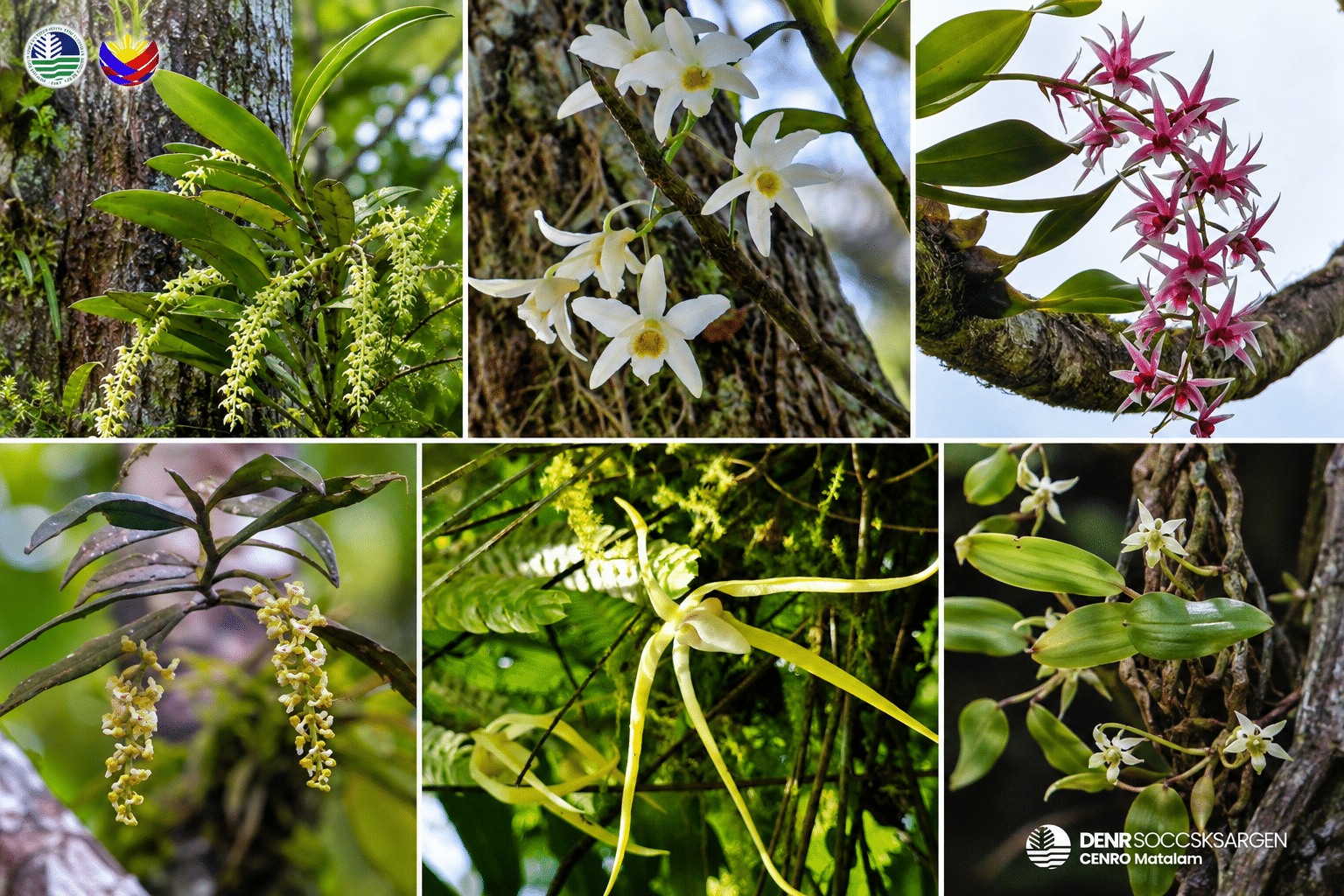 5 of 7 orchid species found in Cotabato endemic to PH
