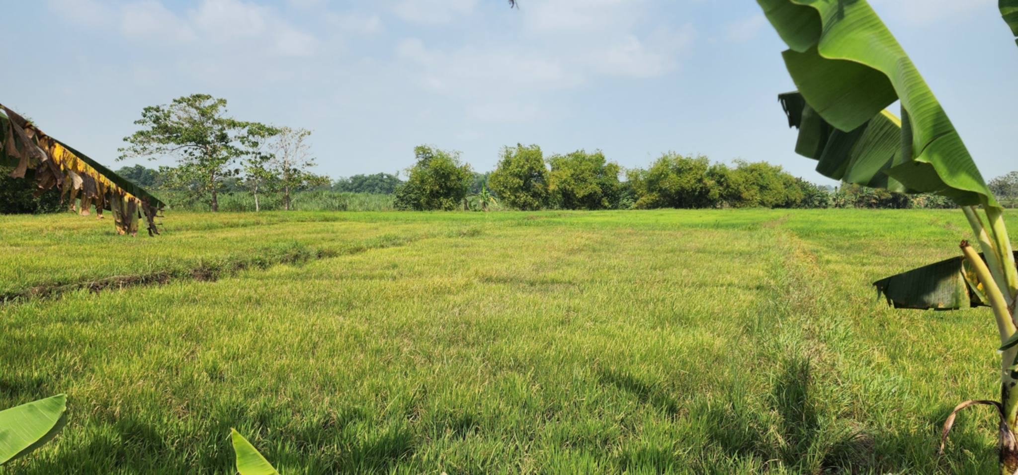 El Niño takes toll on Bukidnon rice farms