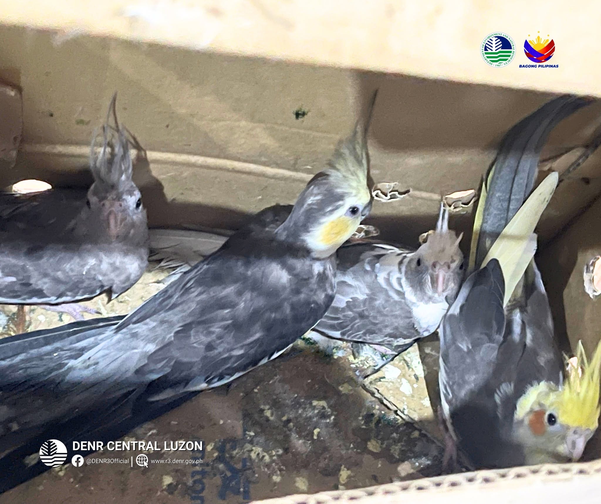 4 Australian parrots rescued from suspected traders in Zambales