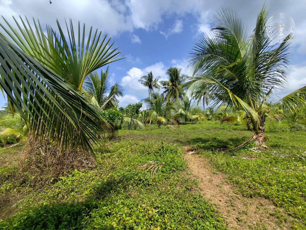 Pest attack prompts alert in Quezon coconut sector