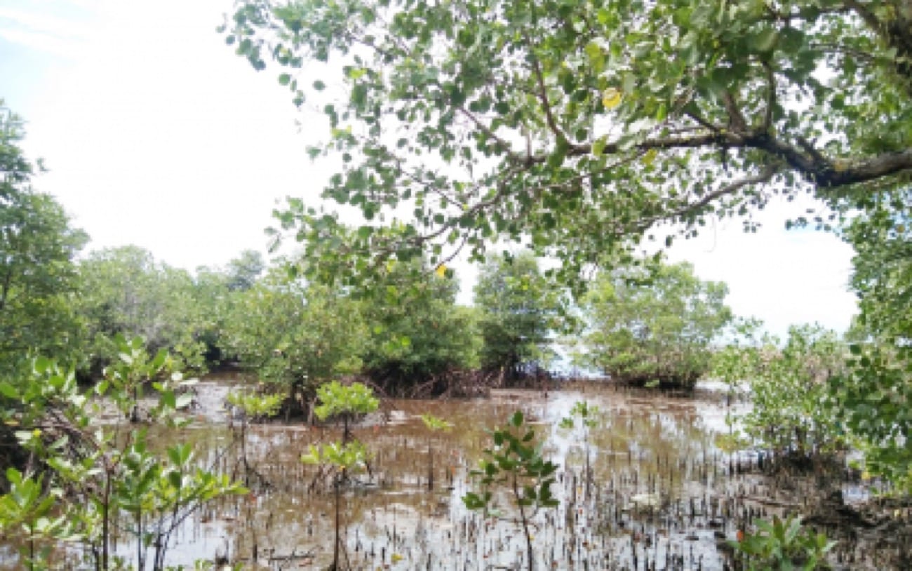 NGP hits milestone with 178,425 hectares reforested in E. Visayas