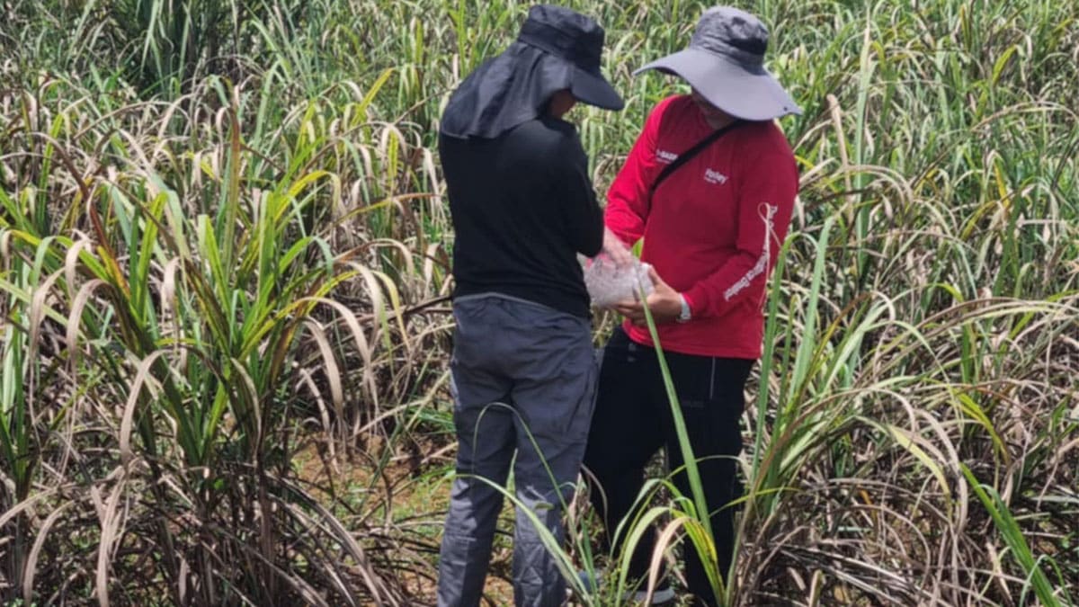 56,400 Negros sugarcane farmers to benefit from P240-M gov’t aid