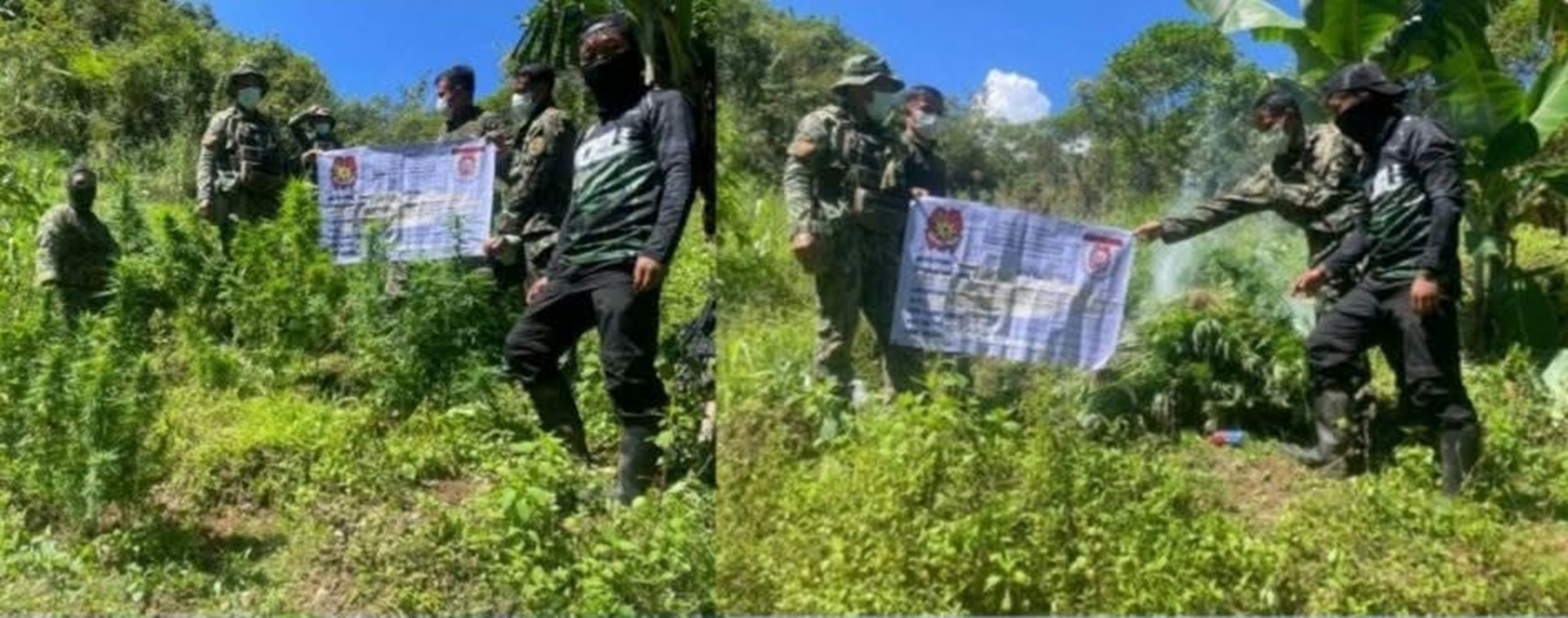 P600,000 in marijuana plants destroyed at Ilocos Sur town border
