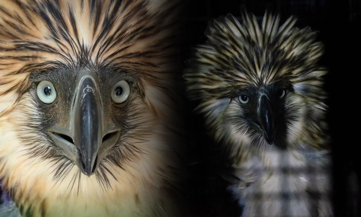Rescued Philippine eagle died of bacterial infection, PEF says