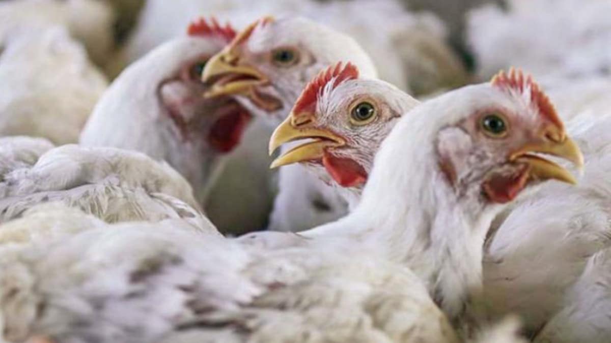 Quezon regains bird flu-free status