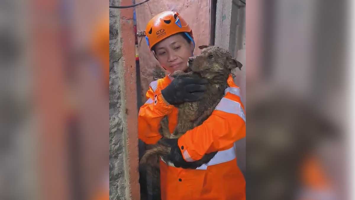Dog rescued from Baguio landslide after nearly 24 hours